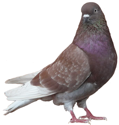 Se débarrasser des Pigeons Écully