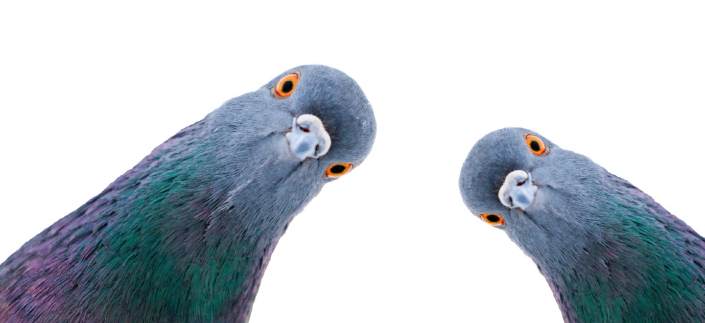 Se débarrasser des Pigeons Gex