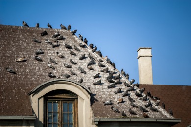 9u7tnj8qes5s Se débarrasser des Pigeons La Seyne-sur-Mer