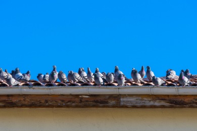 b26hqwqlqjf9 Se débarrasser des Pigeons Genlis